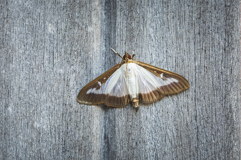 Moth Pest Control in Bournemouth Dorset
