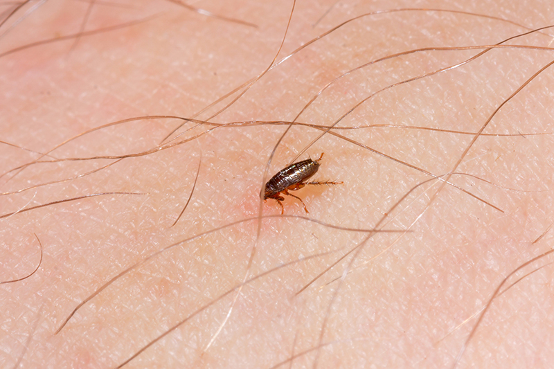 Flea Pest Control in Bournemouth Dorset